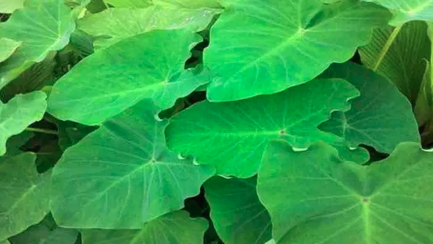 arum spinach